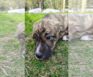 Mutt Dogs for adoption in New London, WI, USA