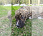Small Mutt