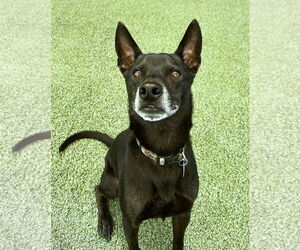 Chihuahua-Unknown Mix Dogs for adoption in Tempe , AZ, USA