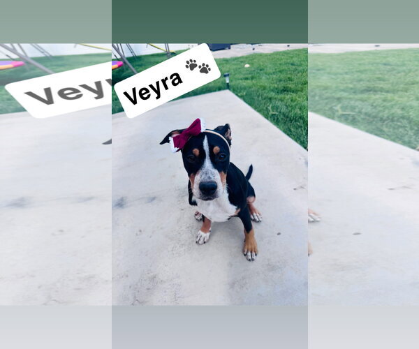 Medium Photo #1 Australian Shepherd-Catahoula Leopard Dog Mix Puppy For Sale in Sandy, UT, USA