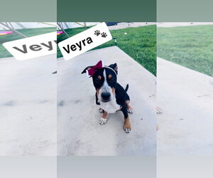 Australian Shepherd-Catahoula Leopard Dog Mix Dogs for adoption in Sandy, UT, USA