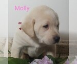 Small Photo #3 Labrador Retriever Puppy For Sale in CATO, NY, USA