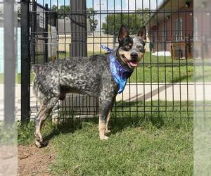 Mutt Dogs for adoption in San Antonio, TX, USA