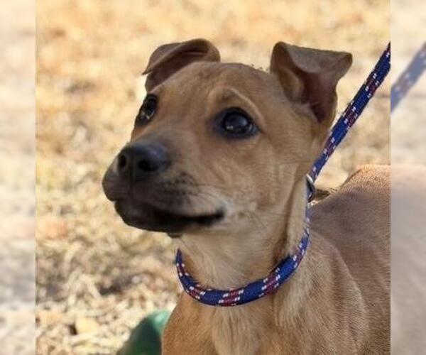 Medium Photo #2 Mountain Cur-Unknown Mix Puppy For Sale in Yardley, PA, USA