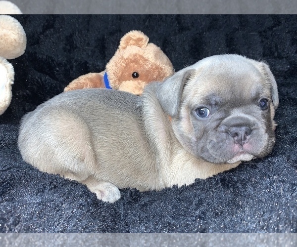 Medium Photo #2 French Bulldog Puppy For Sale in CEDAR HILL, TX, USA