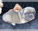 Small Photo #2 French Bulldog Puppy For Sale in CEDAR HILL, TX, USA