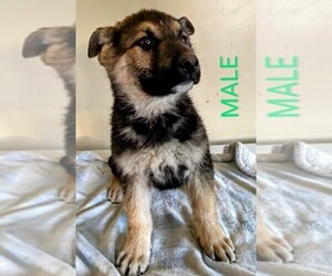 German Shepherd Dog Puppy for sale in USK, WA, USA