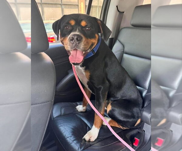 Medium Photo #2 Boxweiler Puppy For Sale in Fairfax, VA, USA