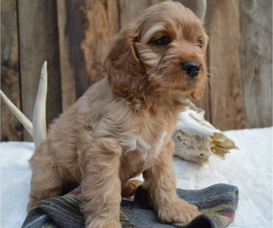 Cock-A-Poo Puppy for sale in HONEY BROOK, PA, USA