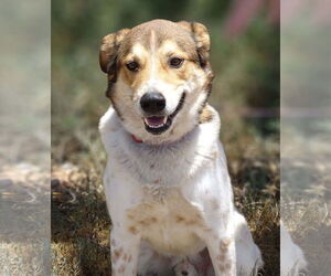 Mutt Dogs for adoption in Cottonwood, AZ, USA