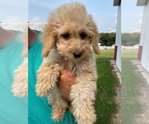 Mutt Puppy for sale in WINTHROP, MA, USA
