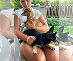 Small #1 Chihuahua Mix
