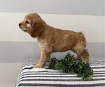 Small #4 Cockapoo