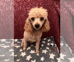 Small #3 Poodle (Miniature)