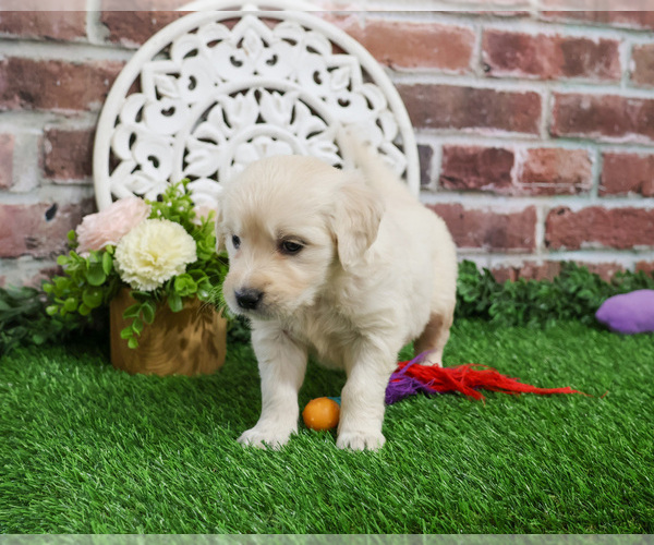 Medium Photo #6 English Cream Golden Retriever Puppy For Sale in SYRACUSE, IN, USA