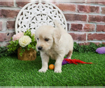 Small #5 English Cream Golden Retriever