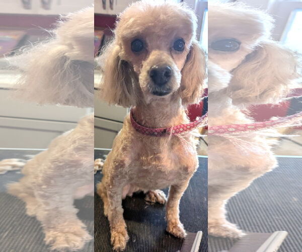 Medium Photo #2 Mutt Puppy For Sale in Cuba, NY, USA