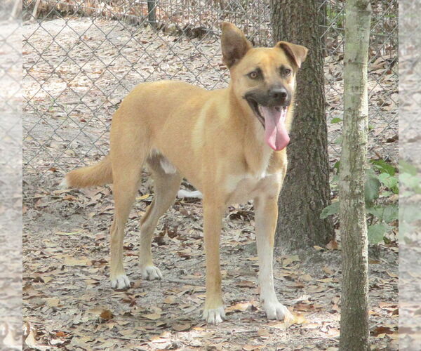 Medium Photo #2 Mutt Puppy For Sale in Camden, SC, USA