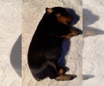 Image preview for Ad Listing. Nickname: Litter of 7