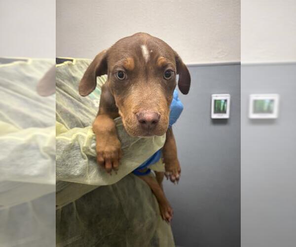 Medium Photo #1 American Pit Bull Terrier-Unknown Mix Puppy For Sale in Las Vegas, NV, USA