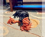 Small Photo #2 Labrador Retriever-Unknown Mix Puppy For Sale in San Diego, CA, USA