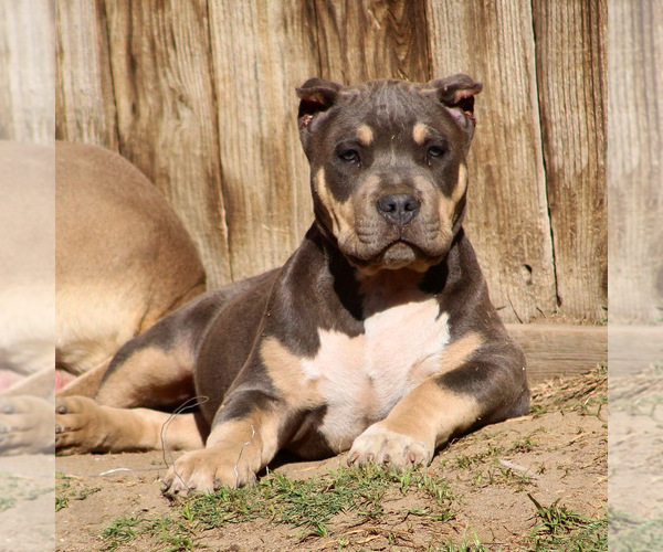 Medium Photo #5 American Bully Puppy For Sale in BAKERSFIELD, CA, USA
