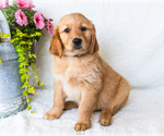 Puppy 4 Golden Retriever