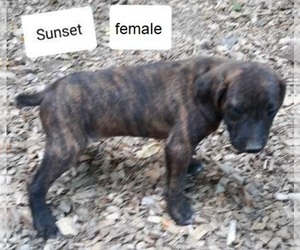 Mountain Cur Puppy for sale in HOPKINSVILLE, KY, USA