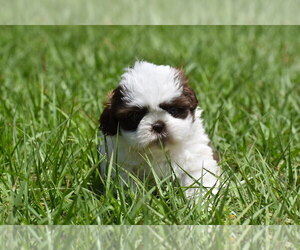Shih Tzu Puppy for sale in PALM COAST, FL, USA