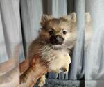 Small Photo #1 Pomeranian Puppy For Sale in CONWAY, SC, USA