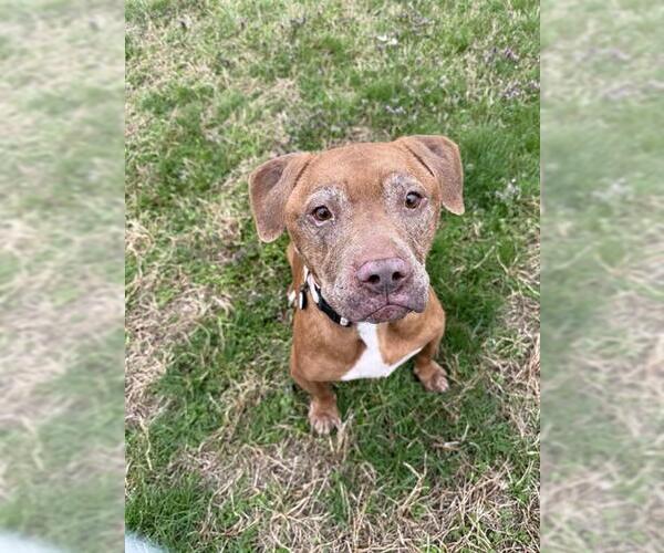 Medium Photo #1 Mutt Puppy For Sale in Forestville, MD, USA