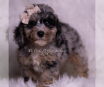 Puppy Aster Poodle (Miniature)
