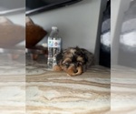 Small #10 Yorkshire Terrier