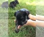 Small Photo #11 Schnauzer (Miniature) Puppy For Sale in MIDDLEFIELD, OH, USA