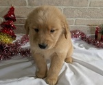 Puppy Ian Golden Retriever