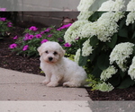 Small #2 Bichon Frise