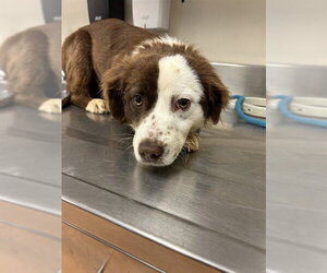 Mutt Dogs for adoption in Martinez, CA, USA