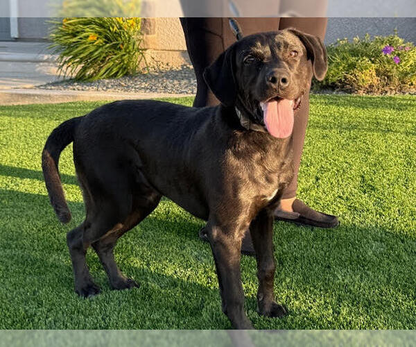 Medium Photo #2 Labrador Retriever-Unknown Mix Puppy For Sale in Clovis, CA, USA