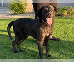 Small #1 Labrador Retriever Mix