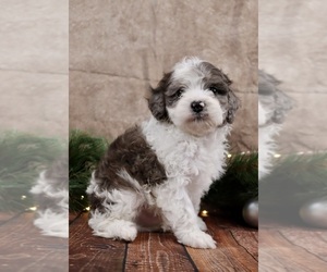 Cavapoo (Toy) Puppy for sale in WEST SALEM, OH, USA