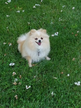 Medium Photo #1 Pomeranian Puppy For Sale in BETHEL, OH, USA
