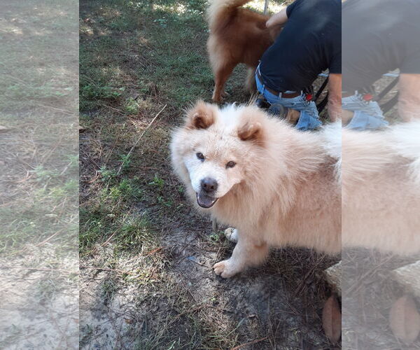 Medium Photo #3 Chow Chow Puppy For Sale in San Antonio, TX, USA