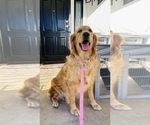 Small Photo #1 Golden Retriever Puppy For Sale in BAKERSFIELD, CA, USA