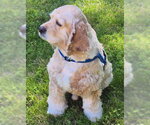 Small #6 Cocker Spaniel