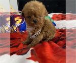 Small #33 Poodle (Toy)