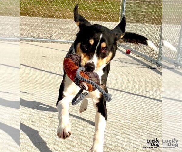 Medium Photo #4 Beagle-Unknown Mix Puppy For Sale in Washington, DC, USA