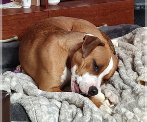 Bullboxer Pit Dogs for adoption in Westmont, IL, USA