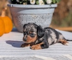 Small #6 Dachshund
