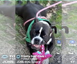 Small American Staffordshire Terrier-Bulldog Mix