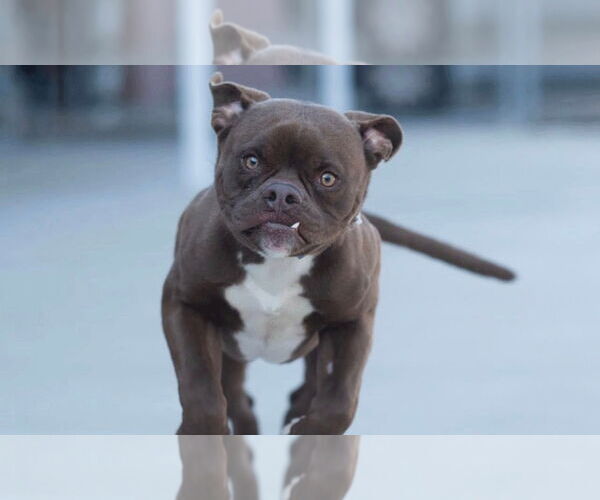 Medium Photo #3 Bulldog-Unknown Mix Puppy For Sale in Minneapolis, MN, USA